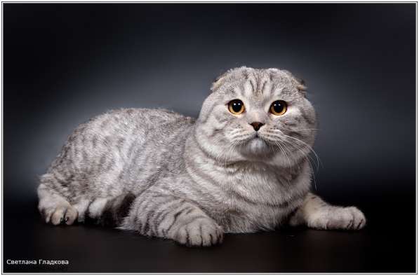 Вислоухий кот для вязки Зеленоград
