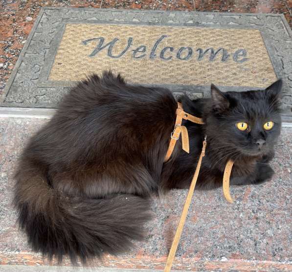 Котенок в фото 3