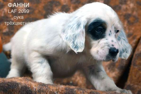 Английский сеттер щенки из элитного питомника в Москве фото 87