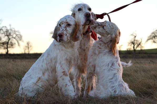 Английский сеттер щенки из элитного питомника в Москве фото 38