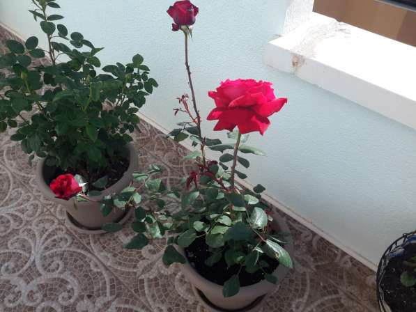 Продам розы цветущие в фото 3