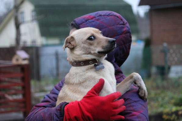 Маленькая лапочка-собачка в Санкт-Петербурге фото 15
