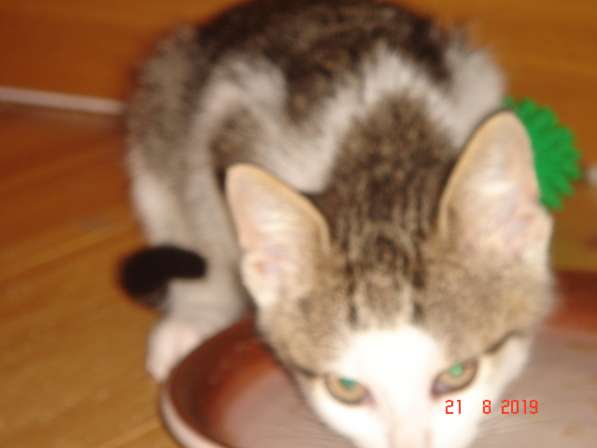 Отдам котят в хорошие руки в фото 4