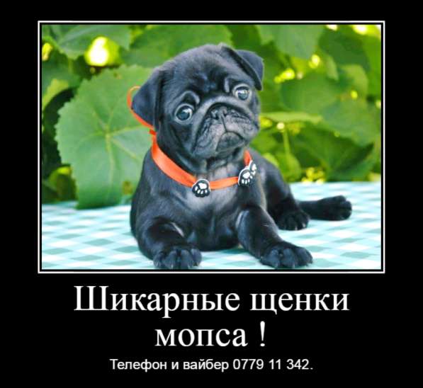 Шикарные щенки мопса ждут своих хозяев!  в фото 3