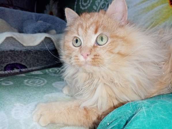 Бархат + Зайка: коты-неразлучники! Ищут дом! в Москве фото 12