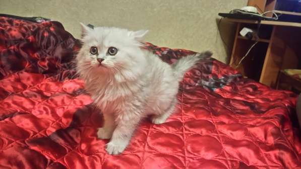 Котята персов серебристой шиншиллы в Иркутске