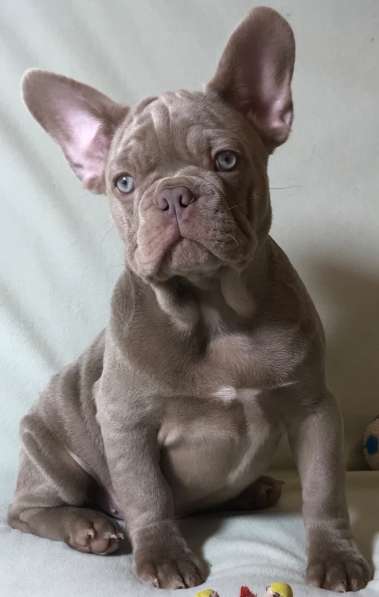 French bulldog. Isabella