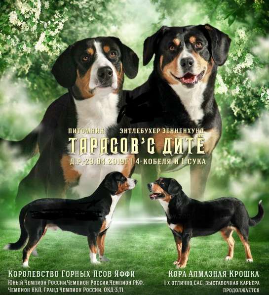 ЭНТЛЕБУХЕР ЗЕННЕНХУНД ЩЕНОК в Москве фото 5