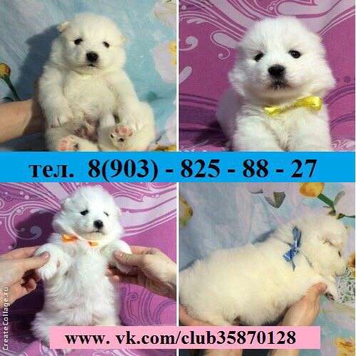 Щеночки самоедской лайки белоснежные мишутки в Муроме