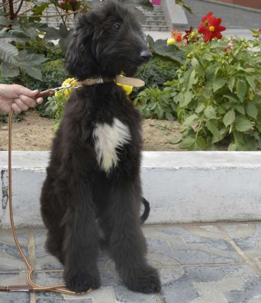 Молодой кобель афганской борзой в Чите фото 14