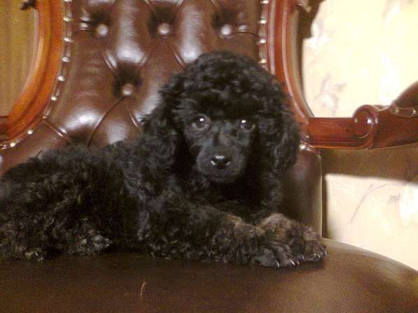 Девочка миниатюрного пуделя черно-подпалого окраса (фантом)