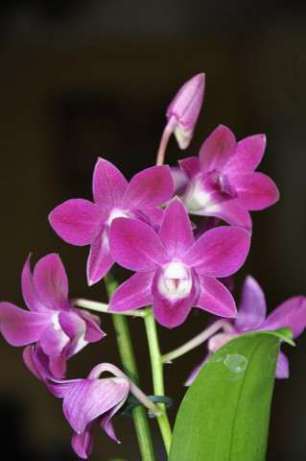 Продам орхидеи цветущие и не цветущие