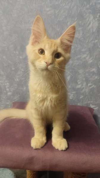 Продажа породистых котята породы Мейн-кун в Москве фото 13