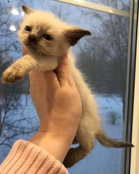 Европейская Бурма котенок лилового окраса в Санкт-Петербурге фото 17