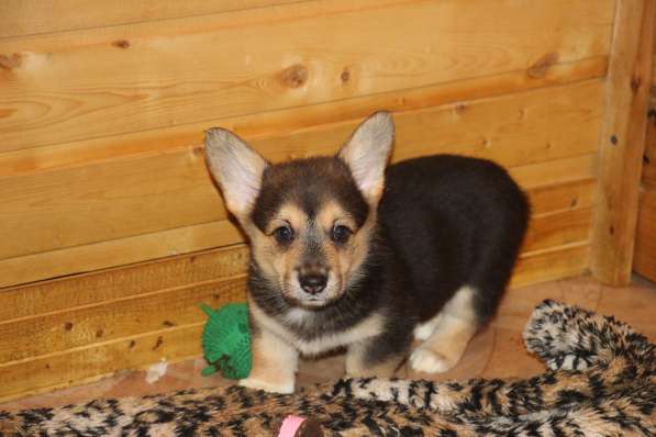 Щенки вельш корги пемброк в Санкт-Петербурге фото 8