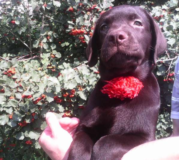 Продам щенков лабрадора тёмно-шоколадного окраса в Омске фото 9