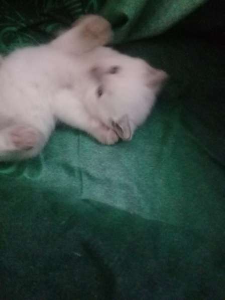 Шотландские котята в Санкт-Петербурге фото 19