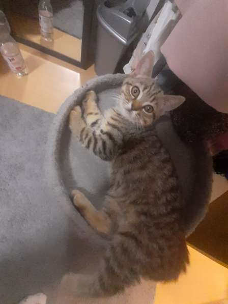 Британские котята в фото 8