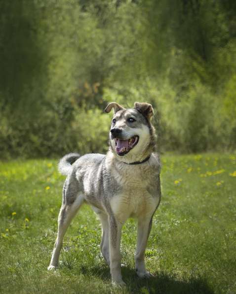 Милый оптимист Джек ищет дом в Москве фото 17