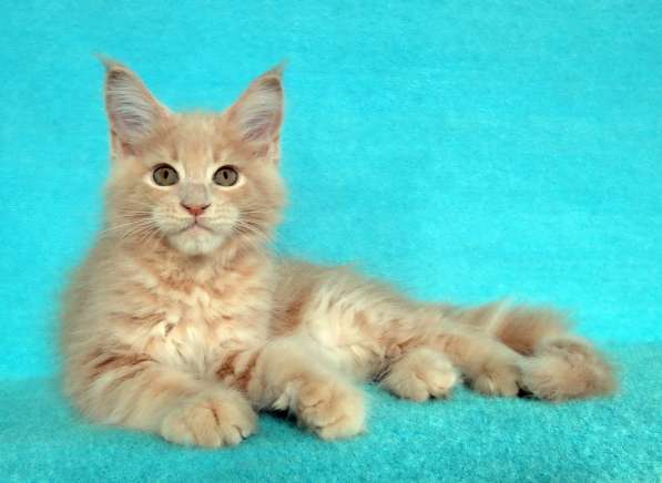 Апельсинки к Новому Году в Рязани фото 73