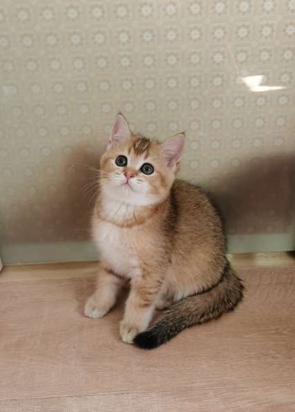 Шотландские котята в Новосибирске фото 9