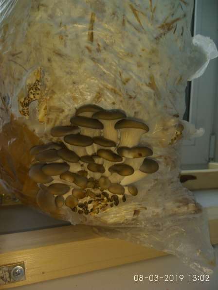 Мицелий грибов вешенка готовые блоки в Костроме