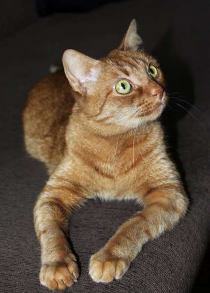 Красивый рыжий кот Маркус в добрые руки в фото 5