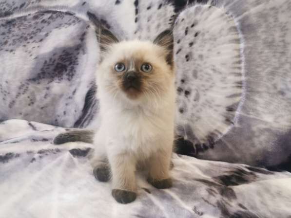 Котята рэгдолл в Санкт-Петербурге фото 3