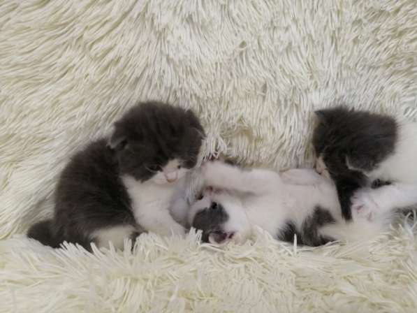 Без кота и жизнь не та! в Липецке фото 5