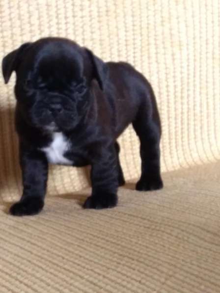 Французские булечки в Кирове фото 11