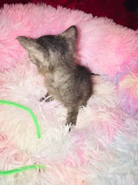 Кудрявые эльфы, каракулевые, элитные котята Девон-Рекс в Санкт-Петербурге фото 17