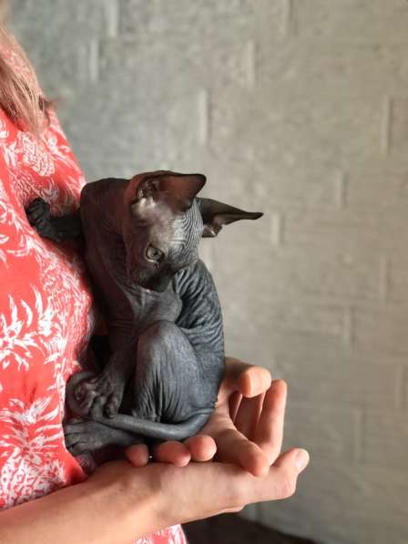 Котёнок Канадского Сфинка в Москве фото 11