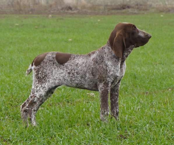 Bracco italiano