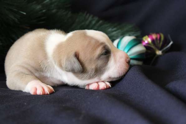 Щенки АСТ (документы РКФ) в Краснодаре фото 27