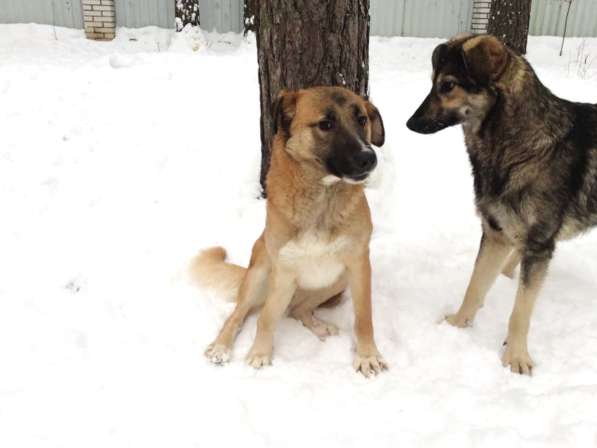 Чуткая, деликатная, вежливая собака в Санкт-Петербурге фото 12
