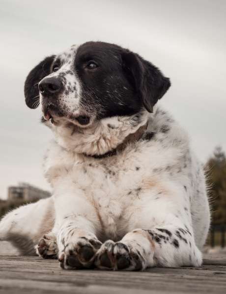 Благородный Герцог ищет семью в Москве фото 39