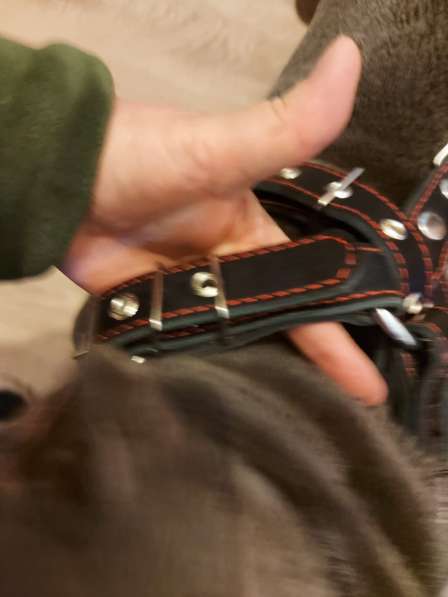 American Bully Poket в фото 3