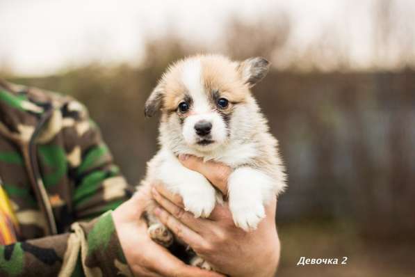 Замечательные корги пемброк