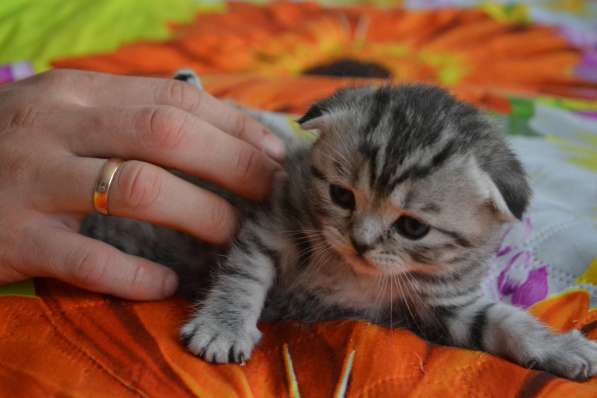 Шотландская вислоухая кошечка в фото 6