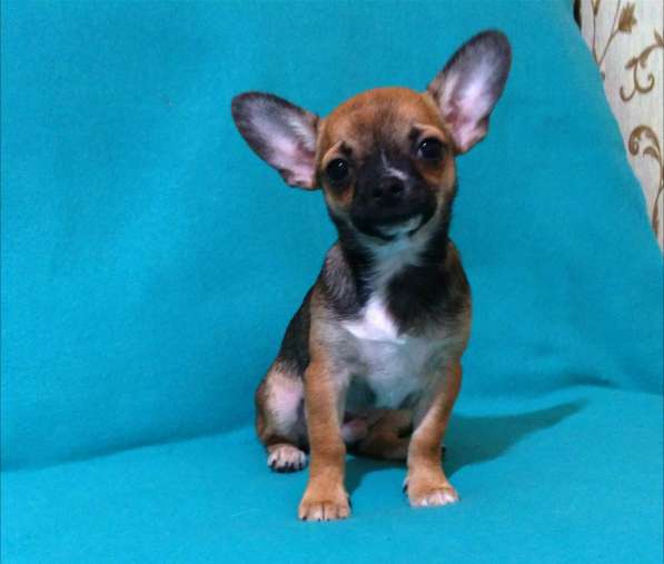 Чишки братишки