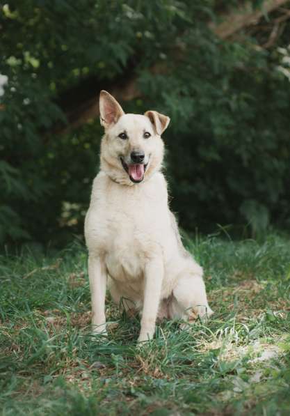 Дюшес - лучший Друг для всей семьи! в Москве фото 6