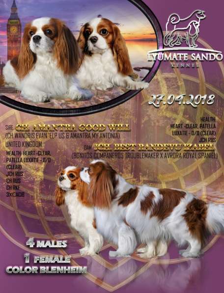 Кавалер кинг чарльз спаниель в Омске фото 3