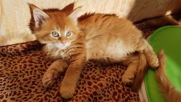 Продаётся красная девочка мейн-кун в Санкт-Петербурге фото 58