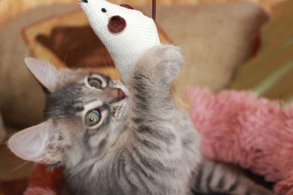 Серые мурлыки, котята в добрые руки в Калуге фото 16