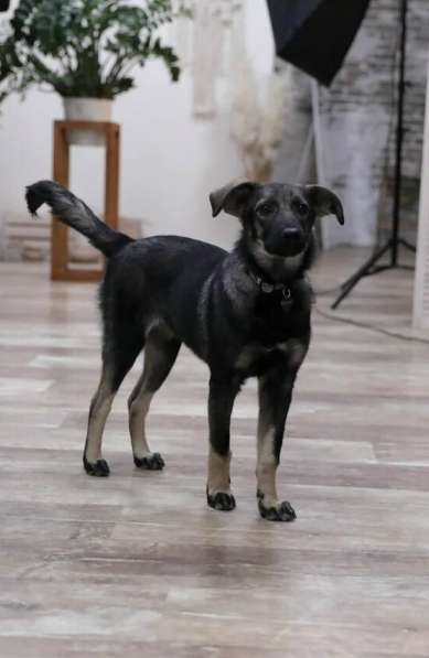 Щенок Рокси ищет семью в Москве фото 5