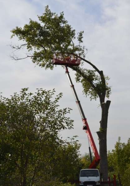 Удалим деревья(опасные, аварийные) в Белгороде фото 4
