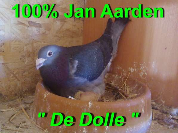 Спортивные голуби расы Jan Aarden (оригинал)