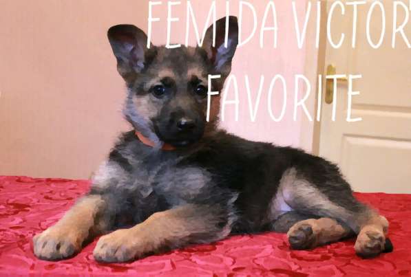 Щенки немецкой овчарки в фото 7