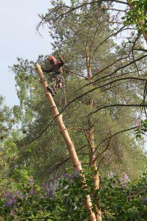 Спилить удалить дерево в Раменском, Раменском районе в Раменское