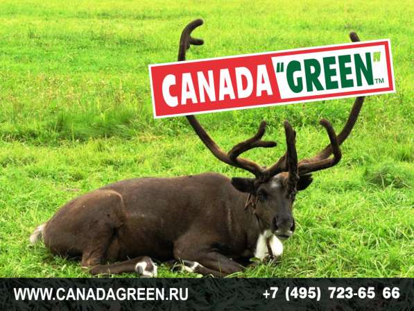 Газонные травосмеси канадагрин в Москве фото 9